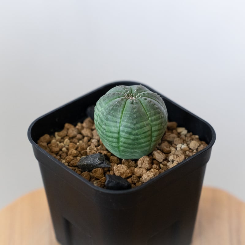 ユーフォルビア オベサ 実生 Euphorbia obesa 多肉植物 珍奇植物 静岡