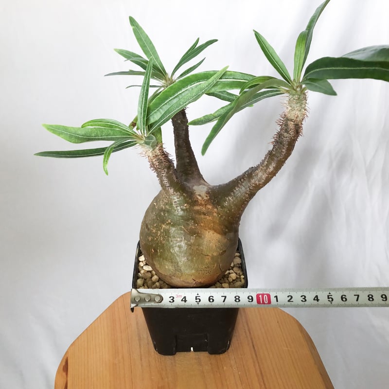 パキポディウム グラキリス 現地球 良型 pachypodhium Gracilius 塊根植