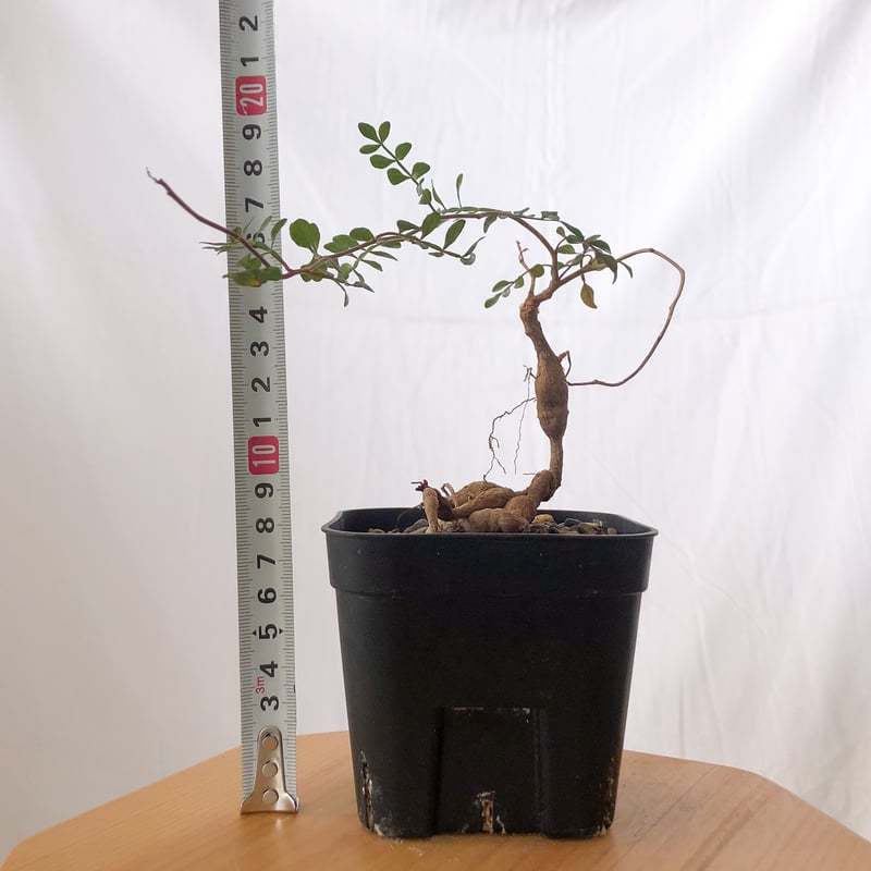 オペルクリカリア パキプス Operculicarya pachypus 実生 塊根植物 多肉