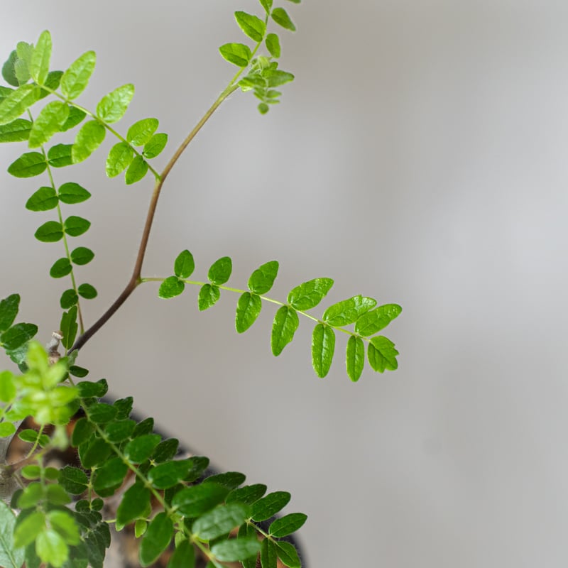 コミフォラ モンストローサ 実生 Commiphora monstruosa 灌木