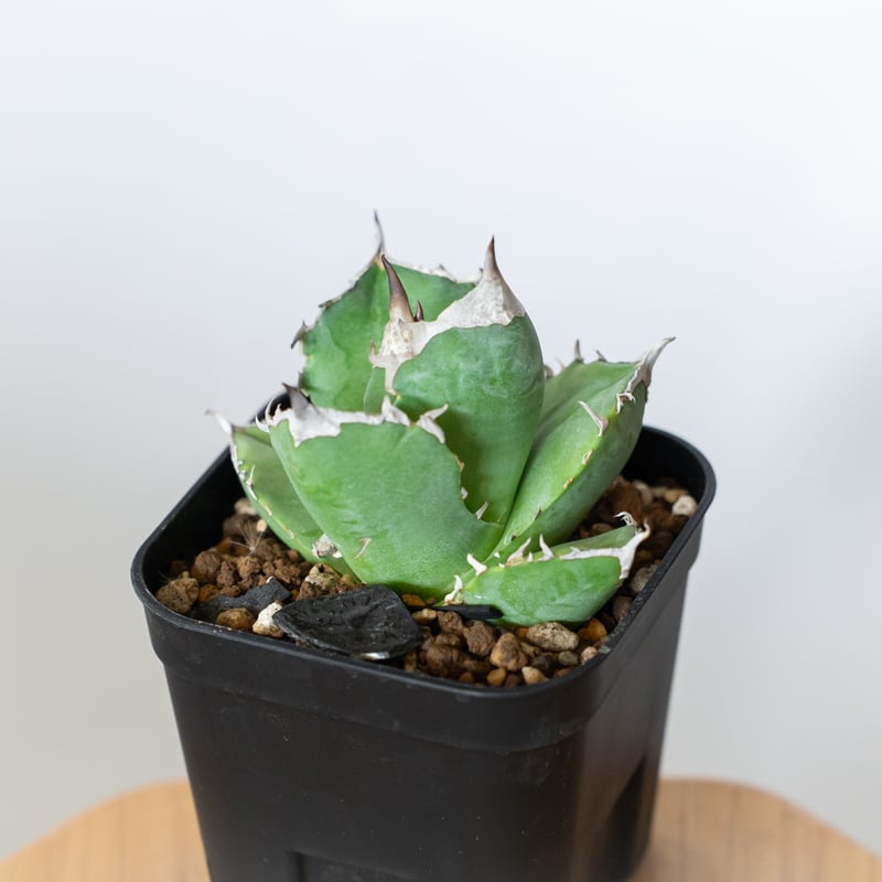 アガベ チタノタ 白犀牛 【発根管理中】シロサイ TC株 Agave titanota