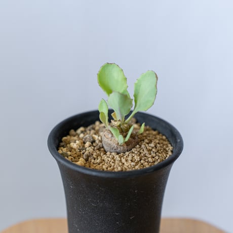 オトンナ ヘレー Othonna herrei 塊根植物 コーデックス 冬型 多肉植物 珍奇植物 静岡 ANTIDOTE 通販 S301