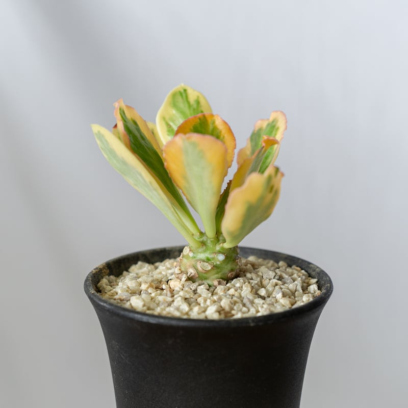 ユーフォルビア ポイゾニー錦 Euphorbia poissonii 多肉植物 ユーフォルビア ポイゾニー錦 Euphorbia poissonii 多肉植物