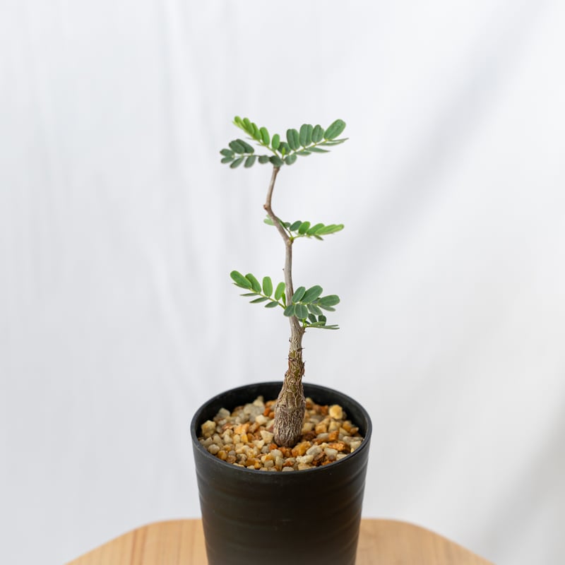 センナ メリディオナリス Senna Meridionalis 灌木コーデックス 塊根