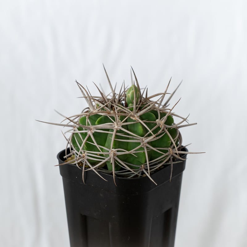 ギムノカリキウム フェロシオール 実生 Gymnocalycium hybopleurum v