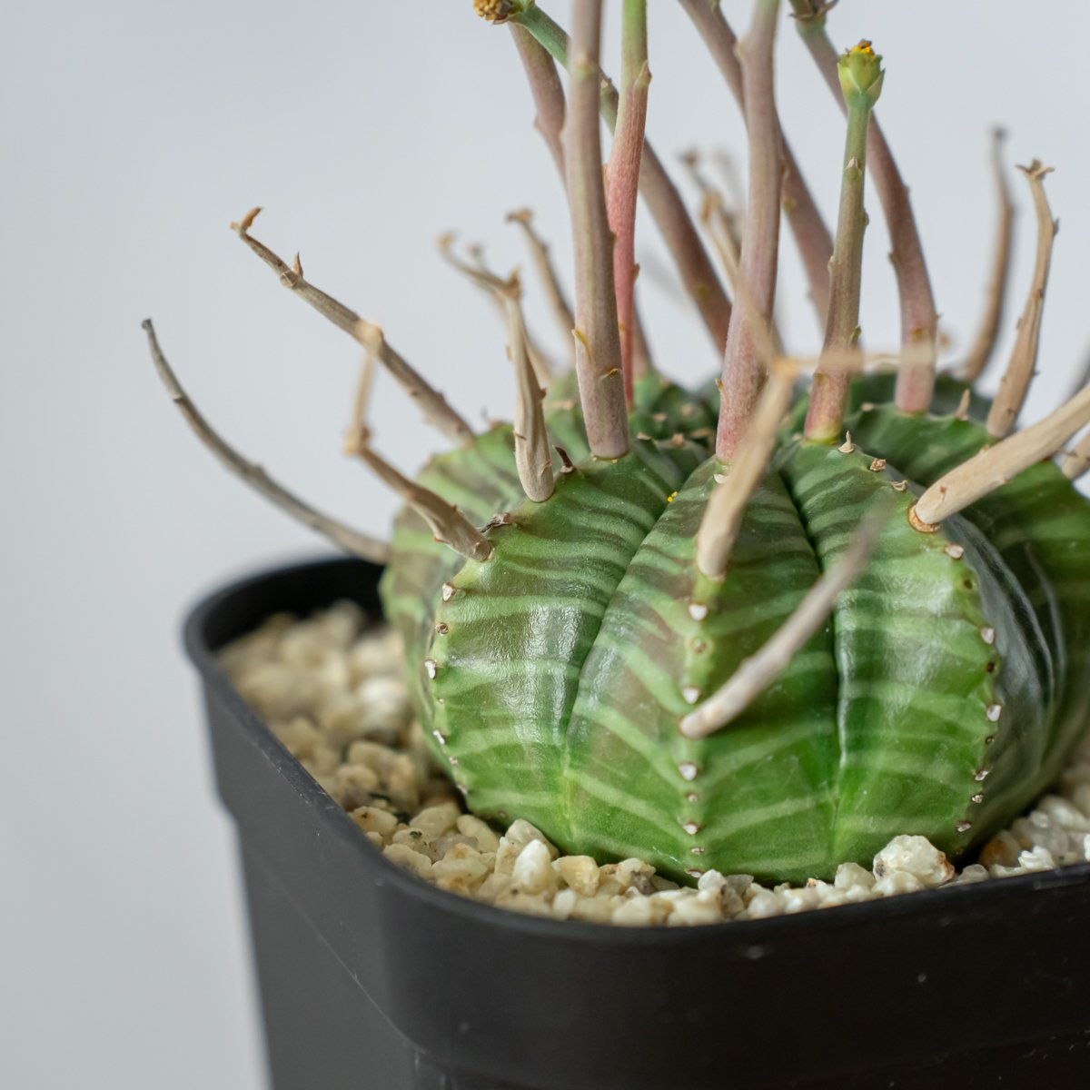ユーフォルビア スーパーバリダ 実生 雄株 美株 Euphorbia super valida