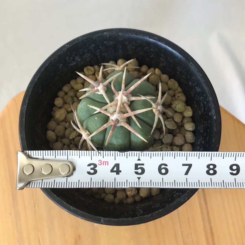 エキノカクタス 白刺翠平丸 実生 美株 Echinocactus horizonthaloni
