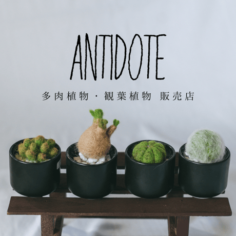 パキラ 鉢セット Pachira Guiana Chestnut 観葉植物 インテリアグリーン 静岡 ANTIDOTE 通販 S1046
