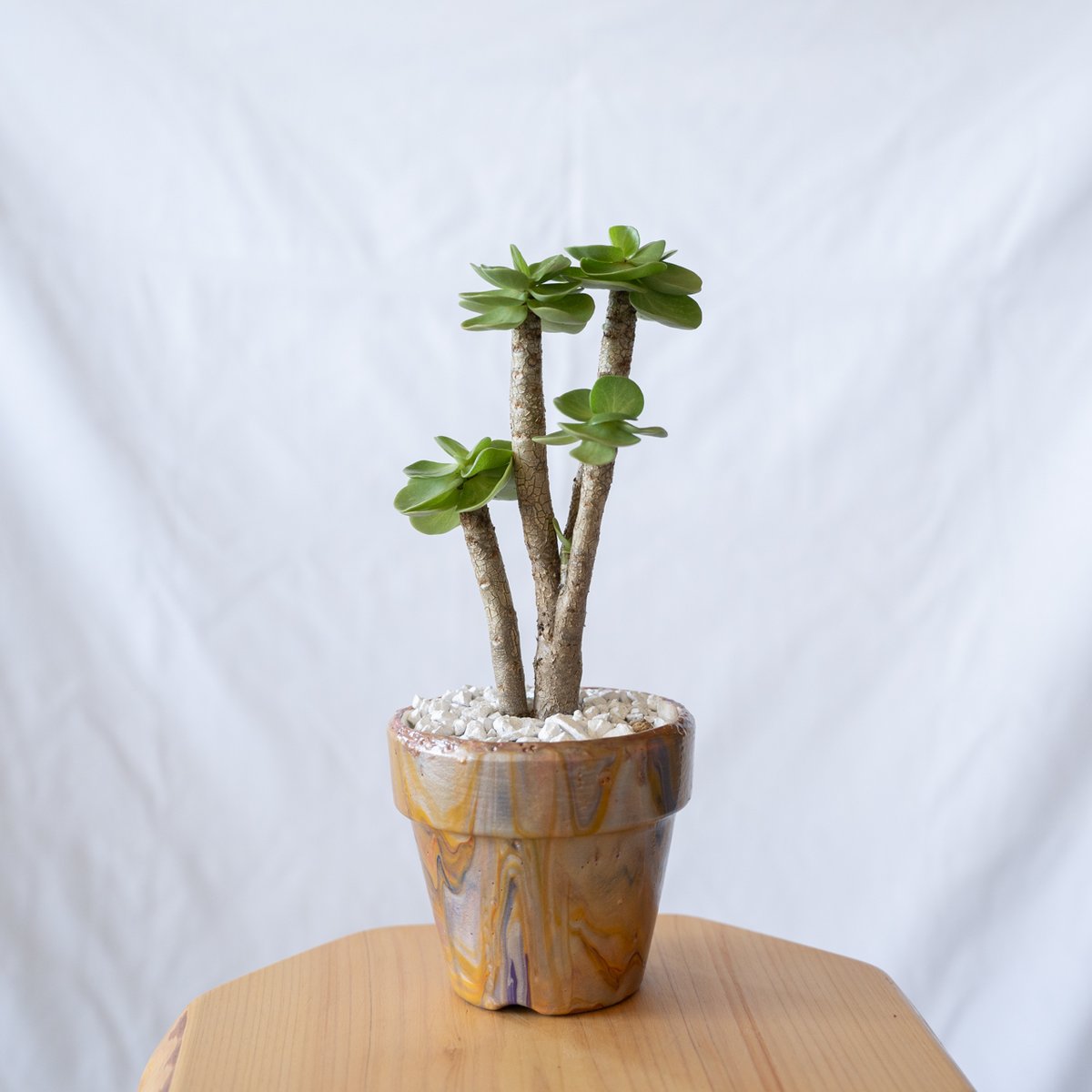 ポーチュラカリア モロキニエンシス molokiniensis 多肉植物 珍奇植物