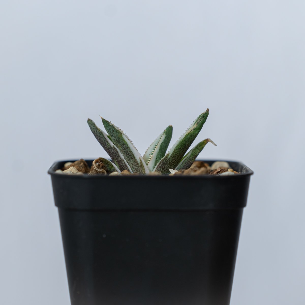 アガベ チタノタ 鷹の目 鷹眼【発根管理中】TC株 Agave titanota Hawk e