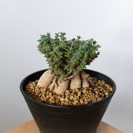トリコディアデマ ブルボスム 姫紅小松 実生 Trichodiadema bulbosum 盆栽 塊根植物 コーデックス 多肉植物 珍奇植物 静岡 ANTIDOTE 通販 S1502