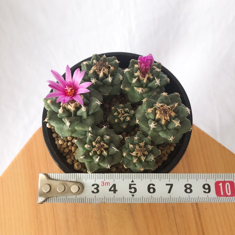 ツルビニカルプス アロンソイ 実生 寄せ植え Turbinicarpus