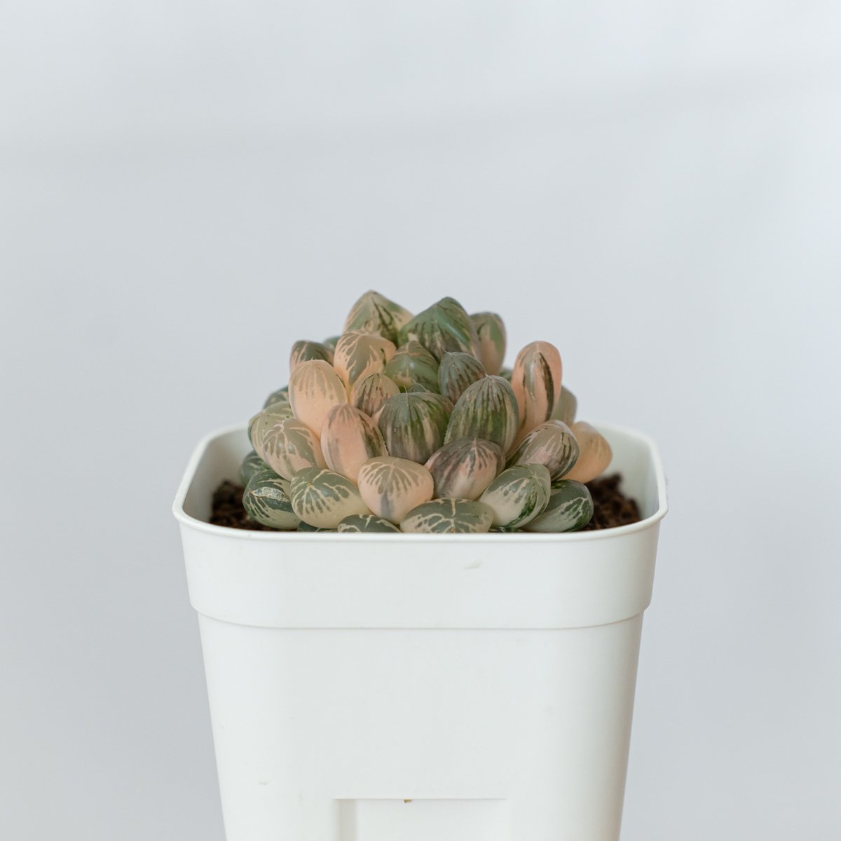 13c ハオルチア　多肉植物　姫オブツーサ錦　自家繁殖 Yahoo!オークション - 多肉植物 ハオルチア 姫オブツーサ錦