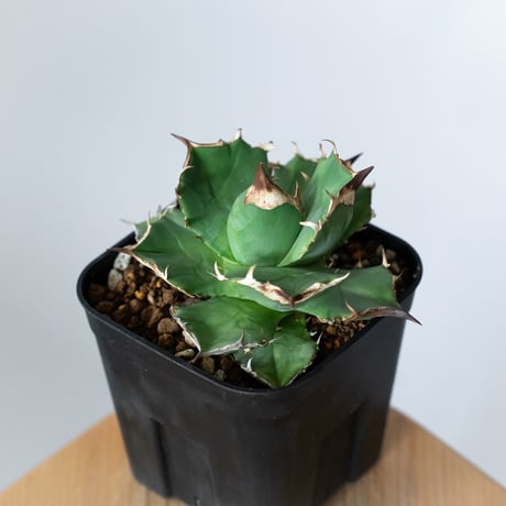 アガベ チタノタ 白犀牛【発根管理中】TC株 シロサイ Agave titanota White Rhino 多肉植物 珍奇植物 静岡 通販 ANTIDOTE S1447