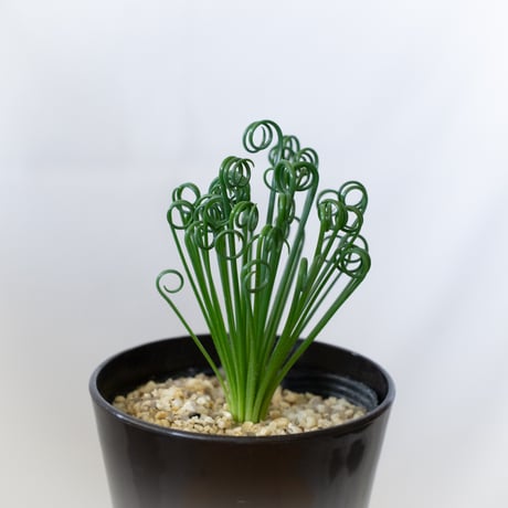 アルブカ スピラリス フリズルシズル Albuca spiralis Frizzle sizzle 塊根植物 多肉植物 珍奇植物 静岡 ANTIDOTE 通販 S989