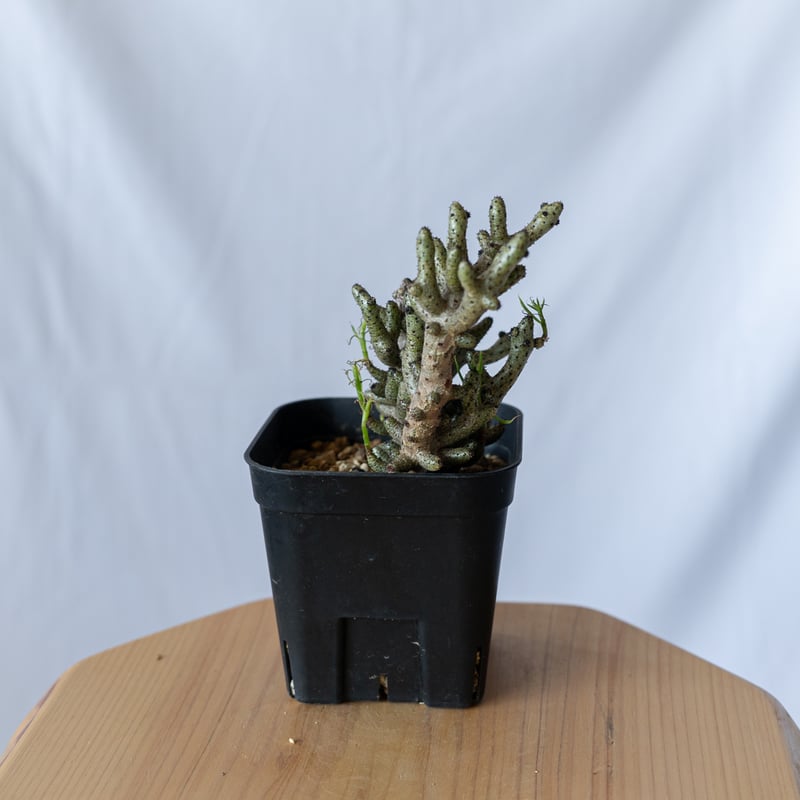 チレコドン ブッコルジアヌス コーデックス 塊根植物 珍奇植物 静岡