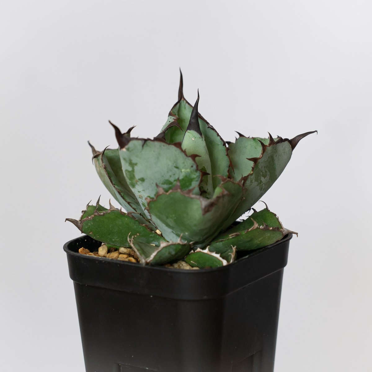 アガベ チタノタ ブラックアンドブルー BB OC株 Agave titanota Black