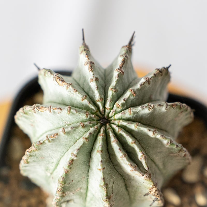 ユーフォルビア ホリダ Euphorbia horrida 多肉植物 珍奇植物 ANTIDOT