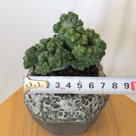 セレウス 黒獅子 鉢セット Cereus variabilis f.monstrosus サボテン 多肉植物 観葉植物 インテリアグリーン 静岡 ANTIDOTE 通販 S1117