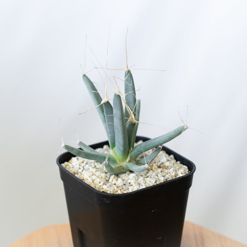 レウクテンベルギア 晃山 Leuchtenbergia principis サボテン 多肉植物