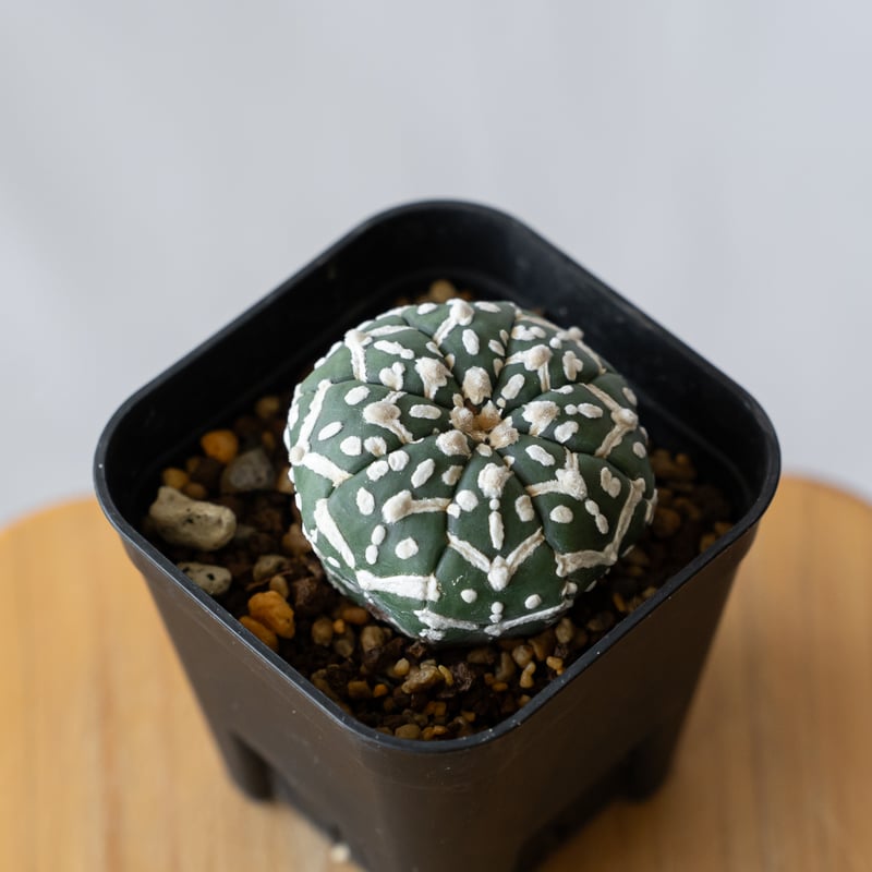 アストロフィツム　スーパー兜　アロー　Vタイプ　実生　美株 アストロフィツム スーパー兜 Vタイプ アロータイプ 実生 Astrophytum