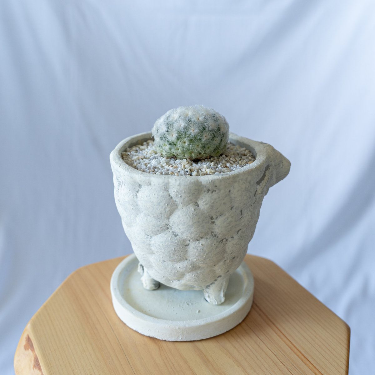 A016 サボテン マミラリア 白星 Mammillaria plumosa群生 【公式通販】