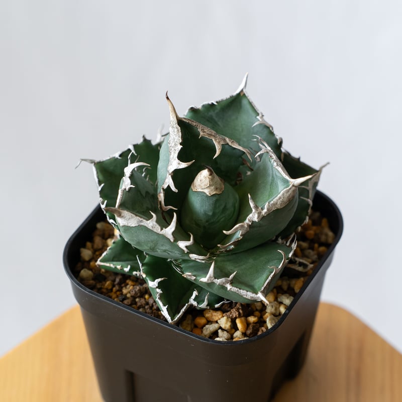 アガベ チタノタ SAD 南アフリカダイヤモンド TC アガベ チタノタ 南アフリカダイヤモンド TC株 Agave titanota South A
