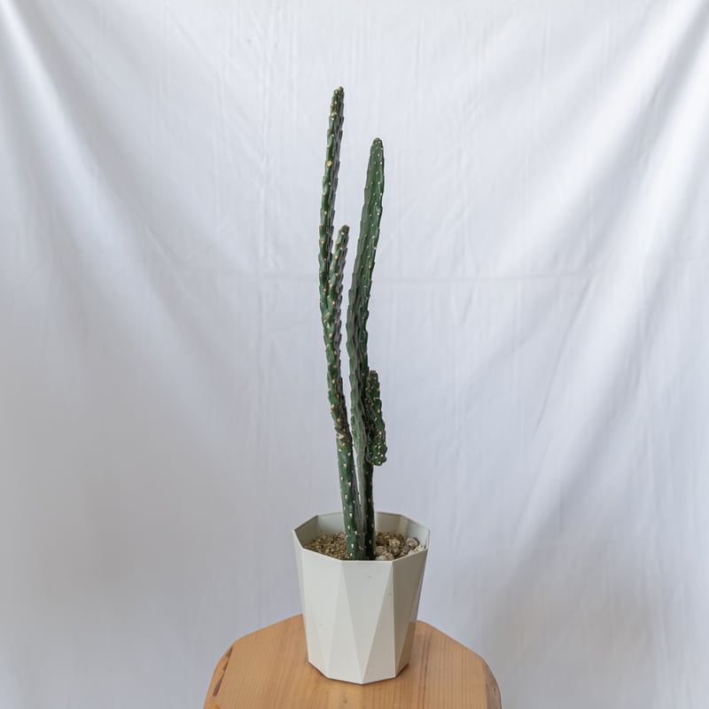 スミエボシ 墨烏帽子 Consolea rubescens ウチワサボテン バンザイ