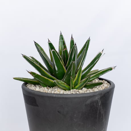 アガベ 笹の雪錦 OC株 Agave victoriae-reginae variegata 多肉植物 珍奇植物 ANTIDOTE 静岡 通販 S1164