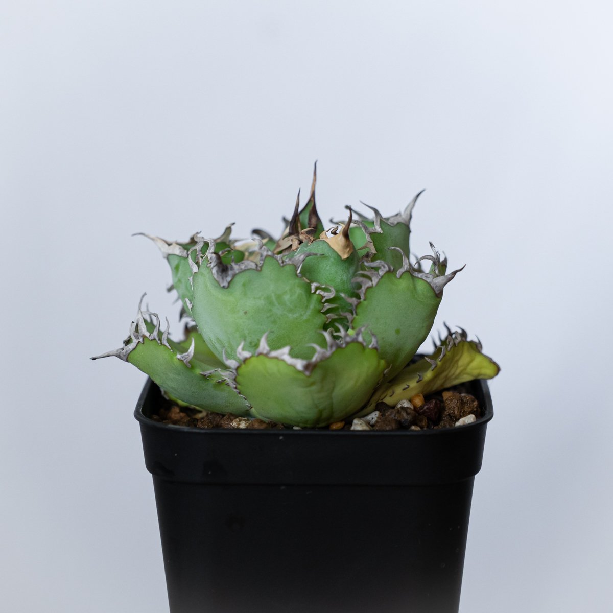 A112 アガベ フィリグリー OC株 アガベ チタノタ フィリグリー OC株 agave titanota filigree 多肉植