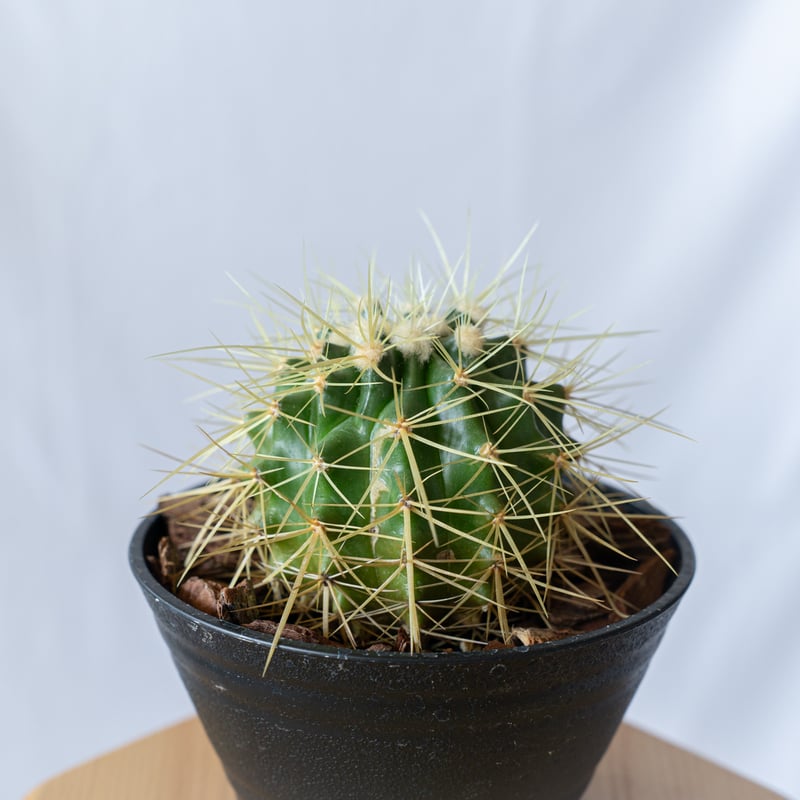 金鯱 エキノカクタス Golden ball cactus サボテン 多肉植物 珍奇植物