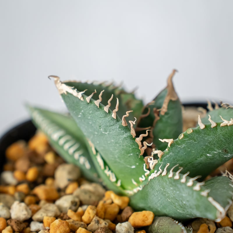 アガベ チタノタ 悪魔くん【発根管理中】TC株 Agave titanota 多肉植物