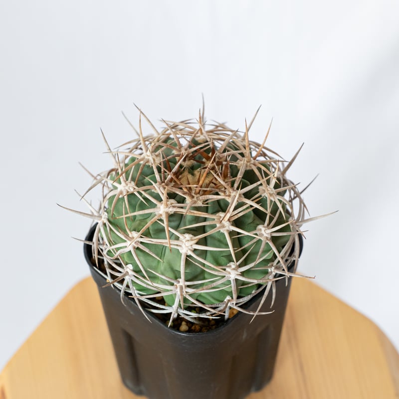 フェロシオール　実生　サボテン フェロシオール ・ こんばんは ・ 実生。直径16cm。 ・ 我が家で