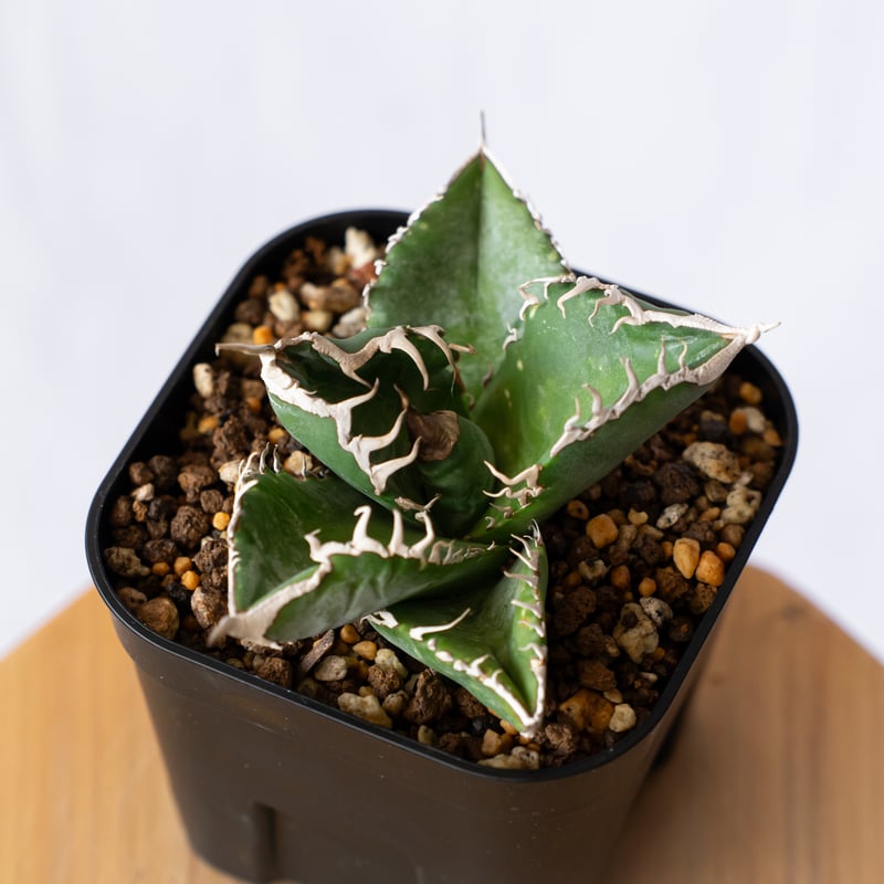 アガベ チタノタ 悪魔くん【発根管理中】TC株 Agave titanota Bakemono