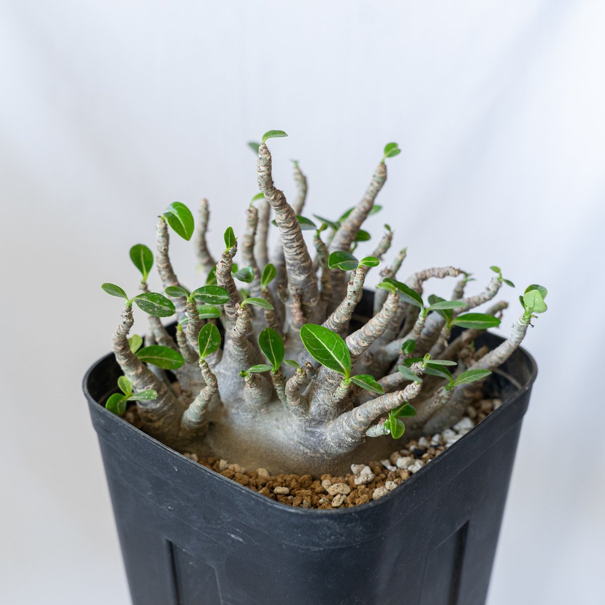 ピ*ウ様 アデニウム　大株　オススメ品 ピ*ウ様 アデニウム 大株 オススメ品 観葉植物