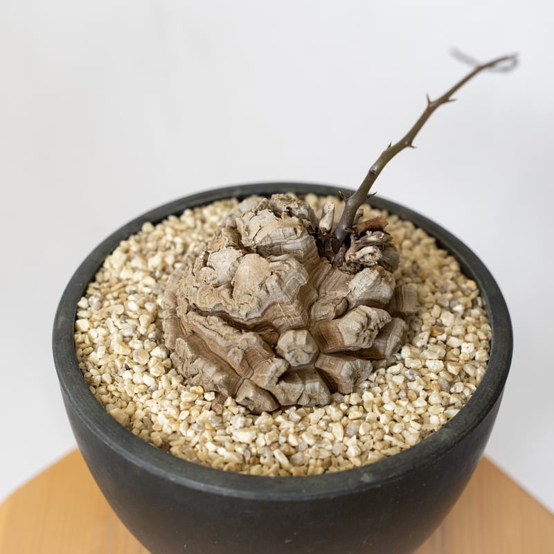 亀甲竜 ディオスコレア・エレファンティペス 大株 Dioscorea