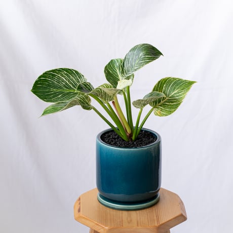 フィロデンドロン | STORES