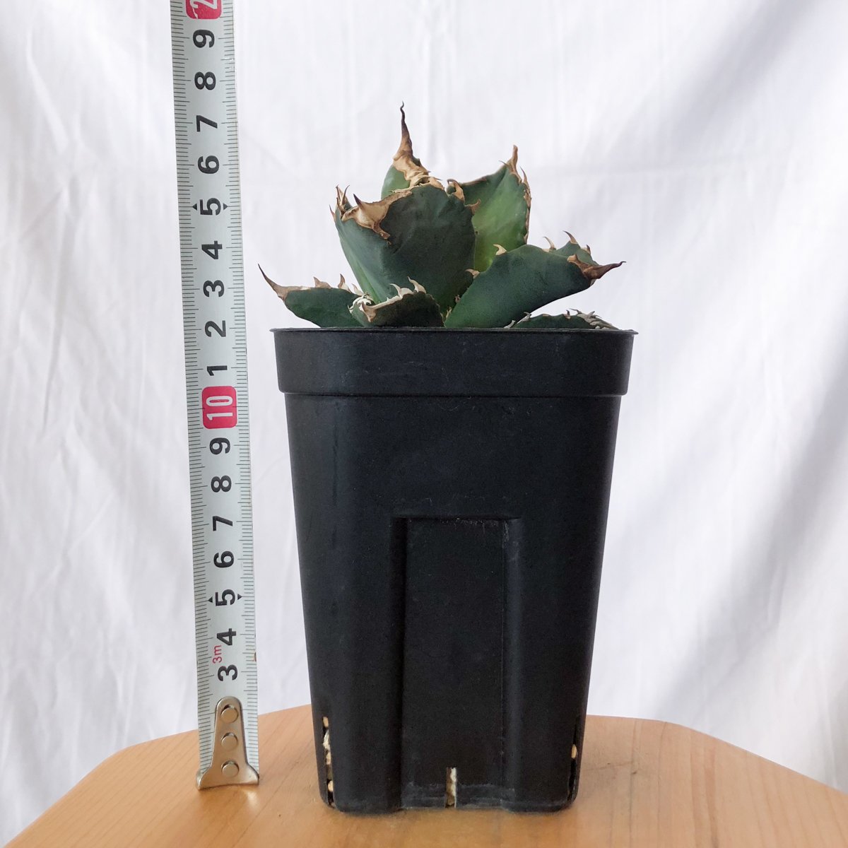 アガベ チタノタ ホワイトファイヤー【トニー産】仔株付き TONY