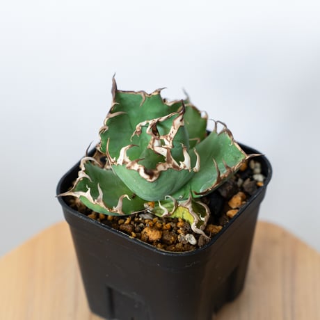 チタノタシーザー | STORES