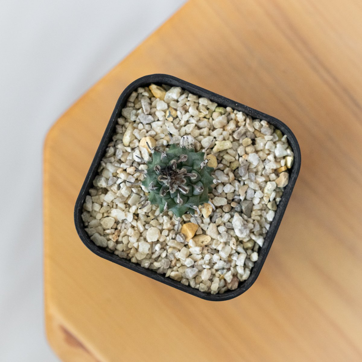 ツルビニカルプス 昇竜丸 実生 Turbinicarpus Schmiedickeanus サ