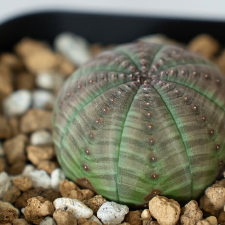 ユーフォルビア オベサ 実生 Euphorbia obesa 多肉植物 珍奇植物 静岡 ANTIDOTE 通販 S1461