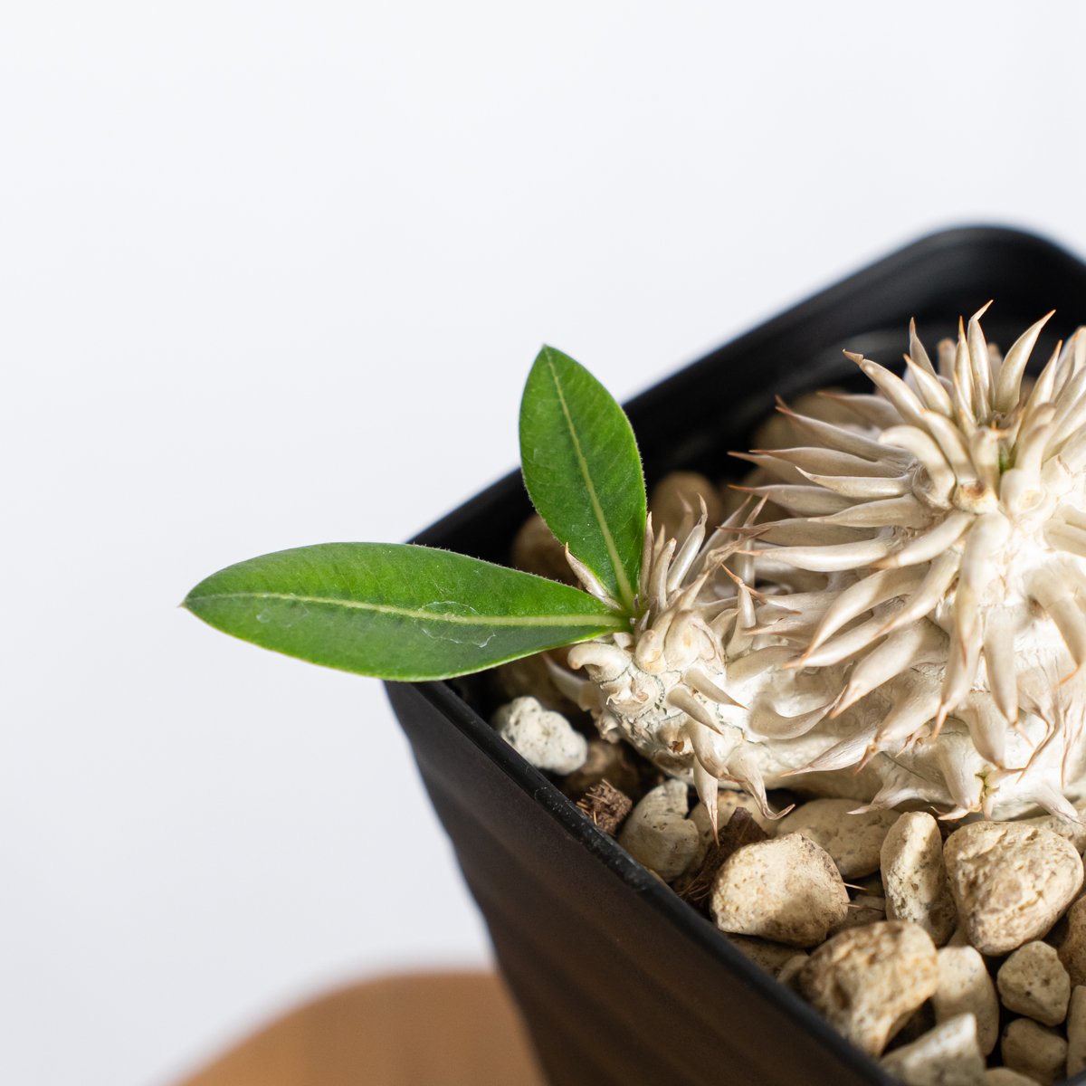 パキポディウム エブレネウム 実生 塊根植物 eburneum パキポディウム エブレネウム 実生 Pachypodium eburneum 塊根植物