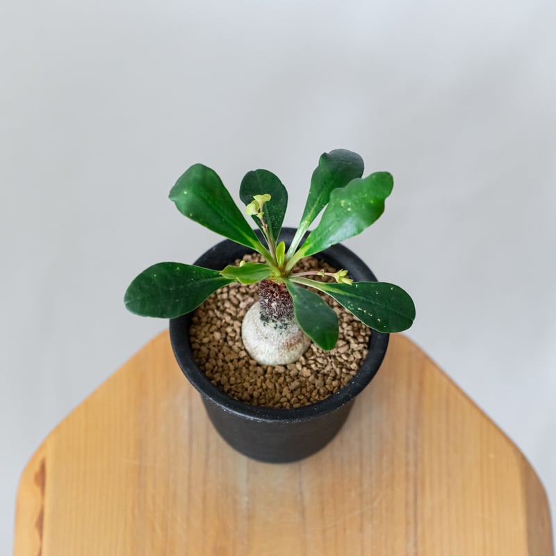ユーフォルビア ラメナ 実生 Euphorbia ramena 多肉植物 珍奇植物 静岡
