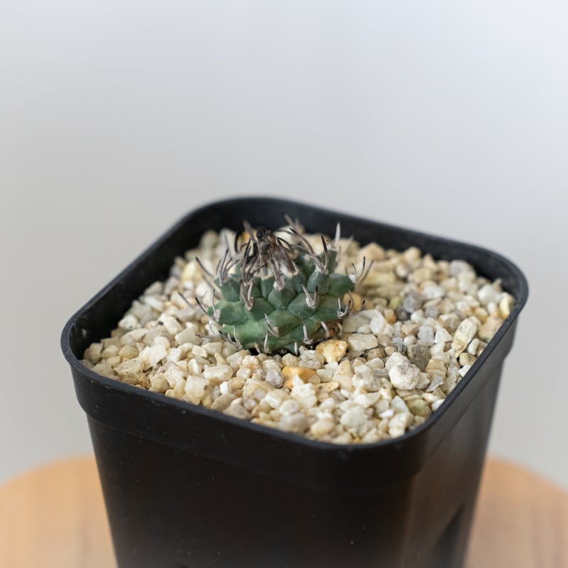 ツルビニカルプス 昇竜丸 実生 Turbinicarpus Schmiedickeanus サ