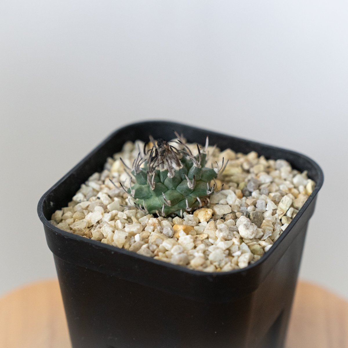 ツルビニカルプス 昇竜丸 実生 Turbinicarpus Schmiedickeanus サ