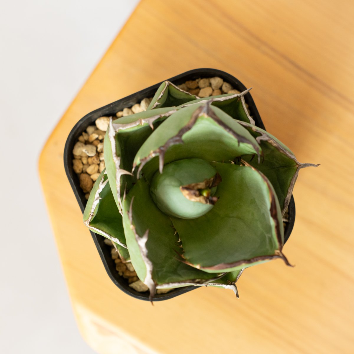 アガベ チタノタ 純血ジャガーノート OC株 美株 Agave titanota Jugger