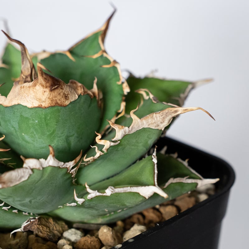 アガベ チタノタ 緑幽霊【発根管理中】TC株 Agave titanota 多肉植物