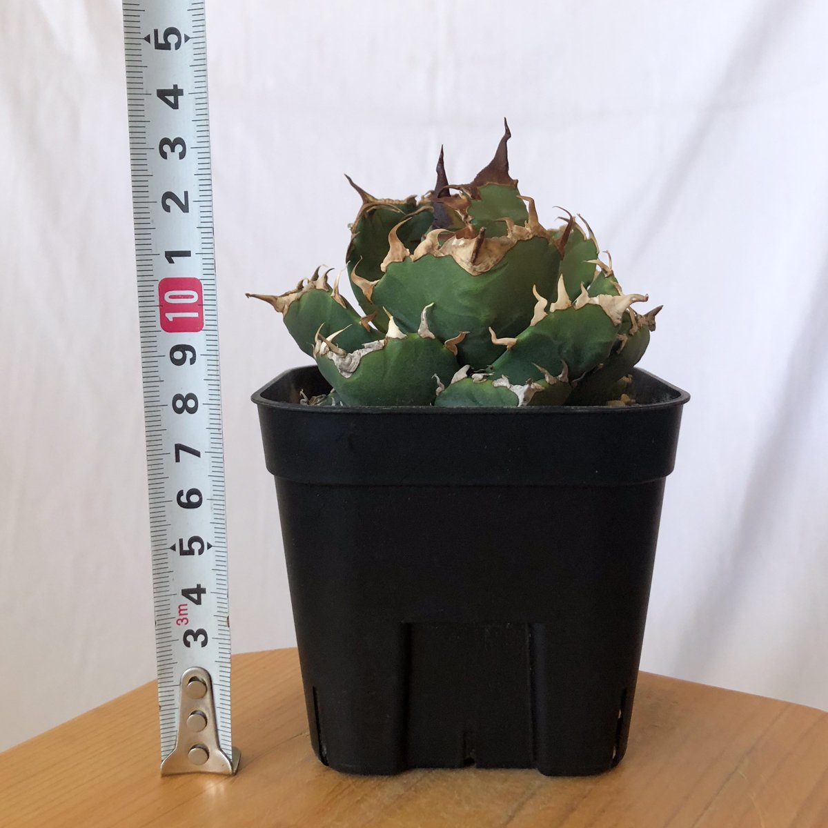 アガベ チタノタ 魔丸 OC中株￼ ※傷あり ※鉢のまま発送 アガベ チタノタ 魔丸 特選株 - メルカリ