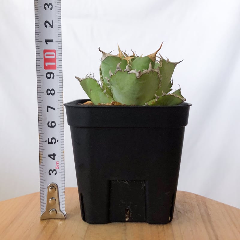アガベ チタノタ フィリグリー OC株 agave titanota filigree 多肉植