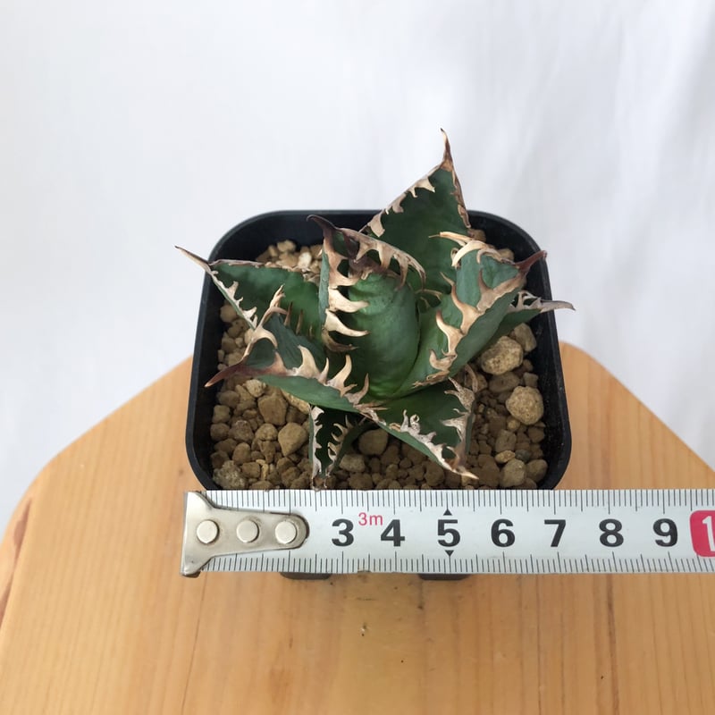アガベ チタノタ 赤猫 OC株 美株 【発根管理中】Agave titanota Red Ca